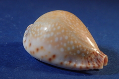Naria lamarckii