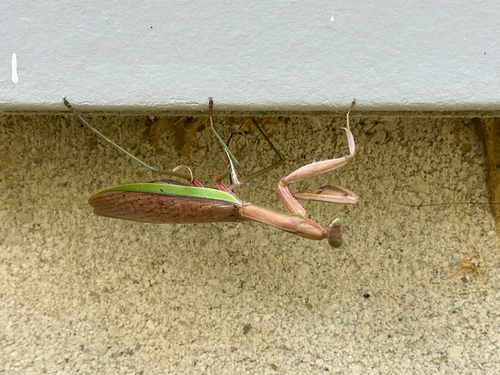 Chinese Mantis