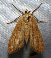 Parapoynx allionealis