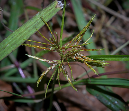 Cyperus engelmannii iNat (2)