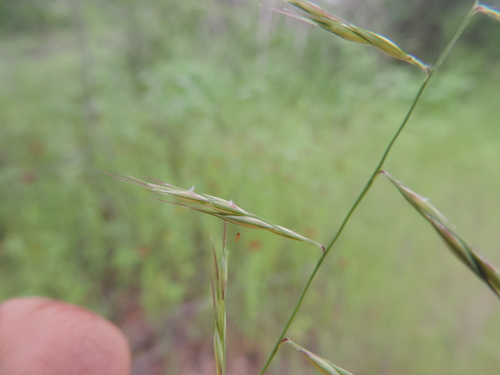 Bouteloua americana, 2018-04-29
