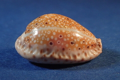 Naria ocellata