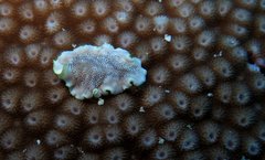 Phrikoceros fritillus