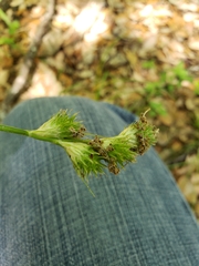 Carex tetrastachya