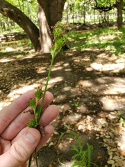 Carex tetrastachya