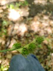 Carex tetrastachya
