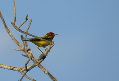 Setophaga petechia bryanti