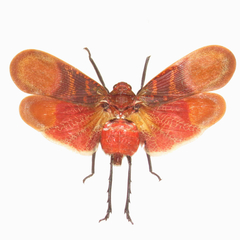 Scamandra rosea