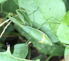Stagmomantis fraterna