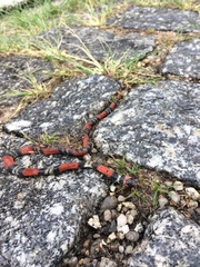 Oxyrhopus guibei