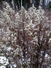 Solidago gigantea