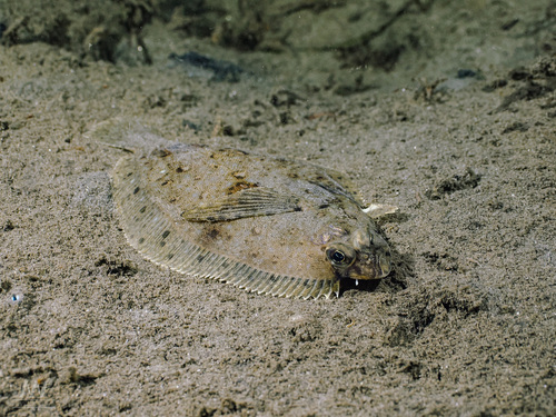 Longfin sanddab (Citharichthys xanthostigma) — Paralichthyidae — 4