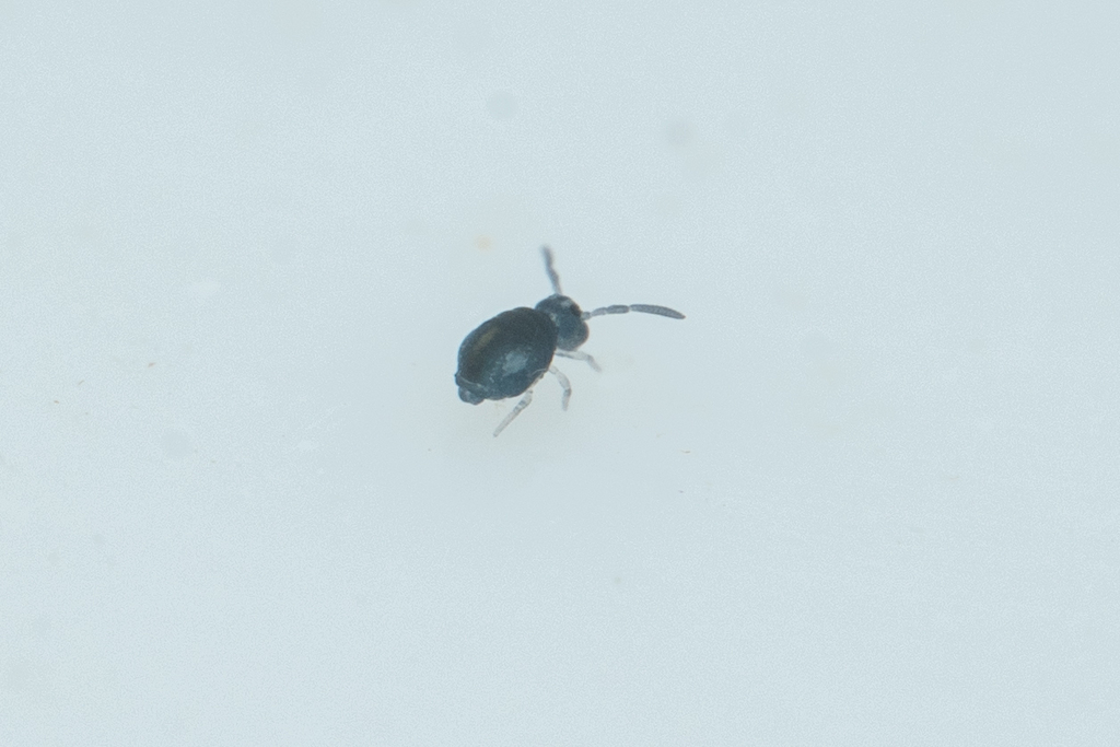 Globular springtail