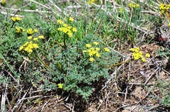 Lomatium papilioniferum