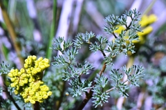 Lomatium papilioniferum