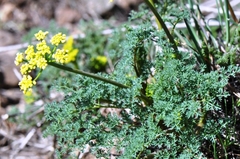 Lomatium papilioniferum