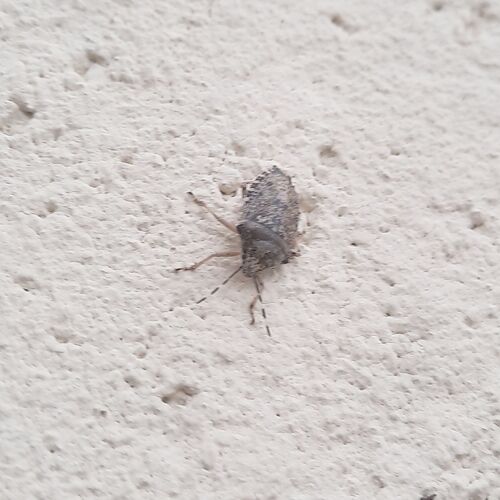 Mottled Stink Bug