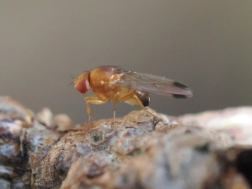 Unknown species found near Coupeville, WA 98239, USA