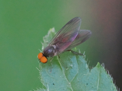 Unknown species found near Coupeville, WA 98239, USA