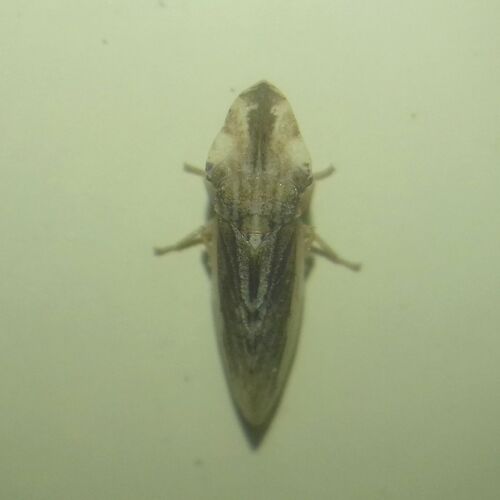 large-headed leafhopper