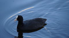 Fulica atra