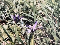 Iris sintenisii