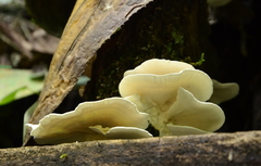 Trametes pavonia