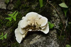 Trametes pavonia