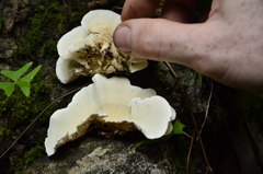 Trametes pavonia