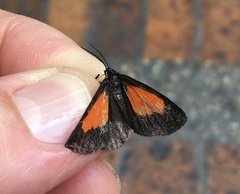 Sangalopsis microleuca