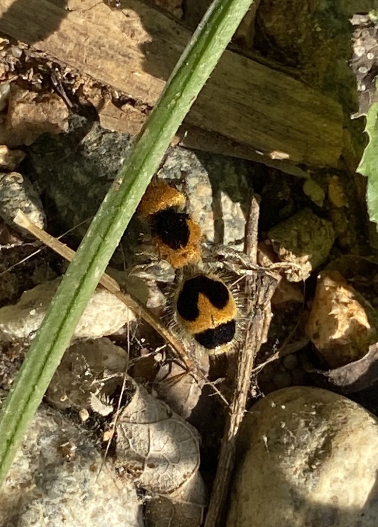 Dasymutilla canina