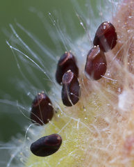 Pelargonium cucullatum cucullatum