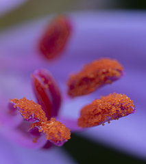 Pelargonium cucullatum cucullatum