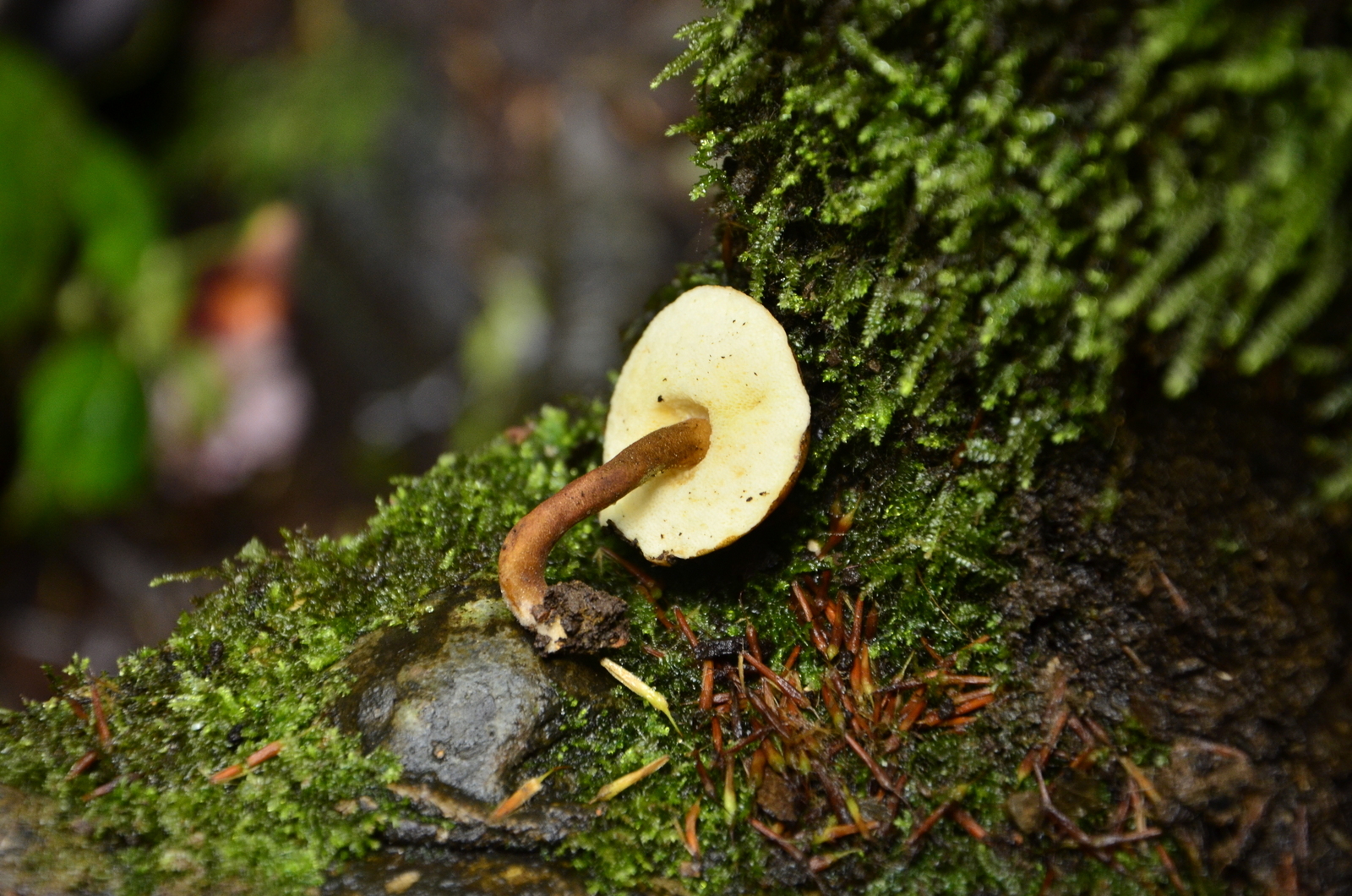 Gyroporus castaneus image