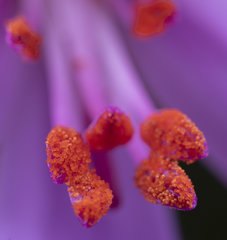 Pelargonium cucullatum cucullatum