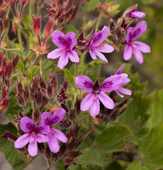 Pelargonium cucullatum cucullatum