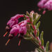 Erica placentiflora - Photo 由 Hamish Robertson 所上傳的 (c) Hamish Robertson，保留部份權利CC BY-NC