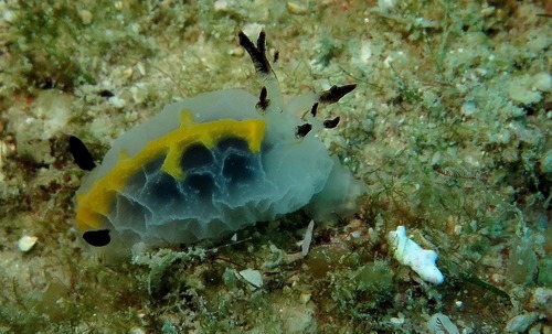 Halgerda radamaensis