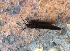Sangalopsis microleuca