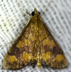 Pyrausta phoenicealis