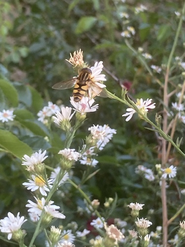 Unknown species found near E Old Orchard Rd, Bloomington, IL, US