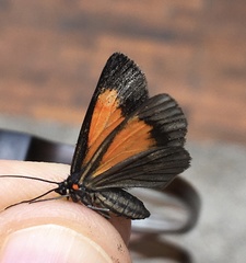 Sangalopsis microleuca