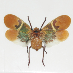 Scamandra sanana