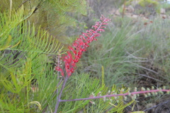 Grevillea dryandri