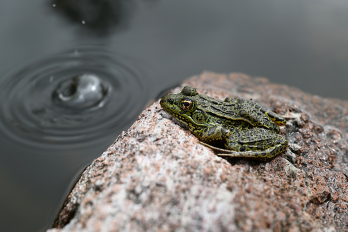 Chiricahua Leopard Frog (Lithobates chiricahuensis), a species recorded in Arizona