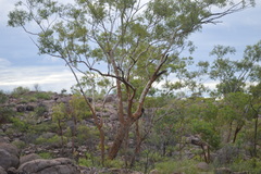 Eucalyptus phoenicea