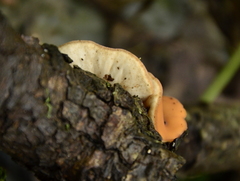 Phillipsia costaricensis