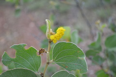 Acacia humifusa