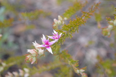Boronia lanuginosa