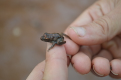 Litoria meiriana